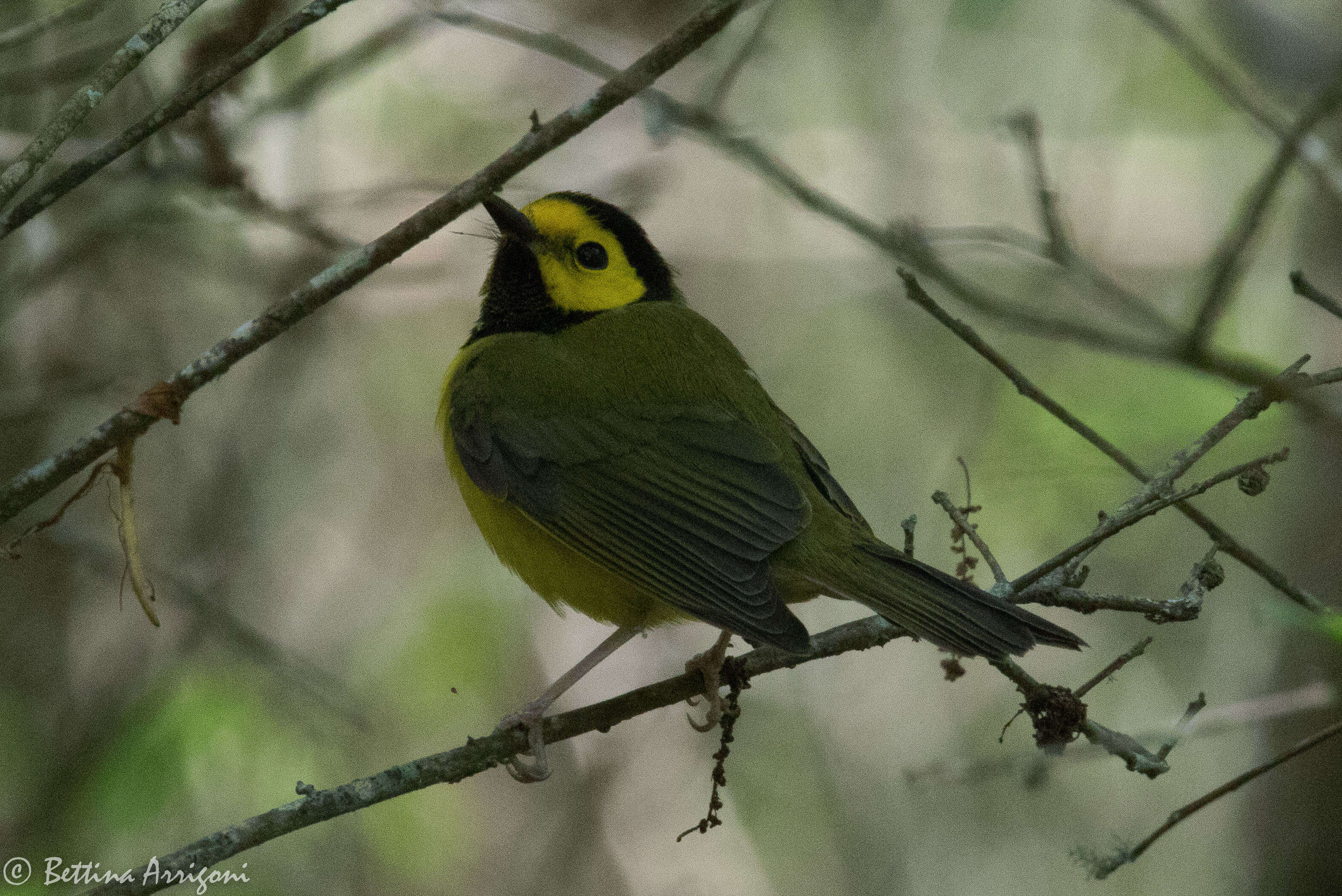 Image of Hooded Warbler