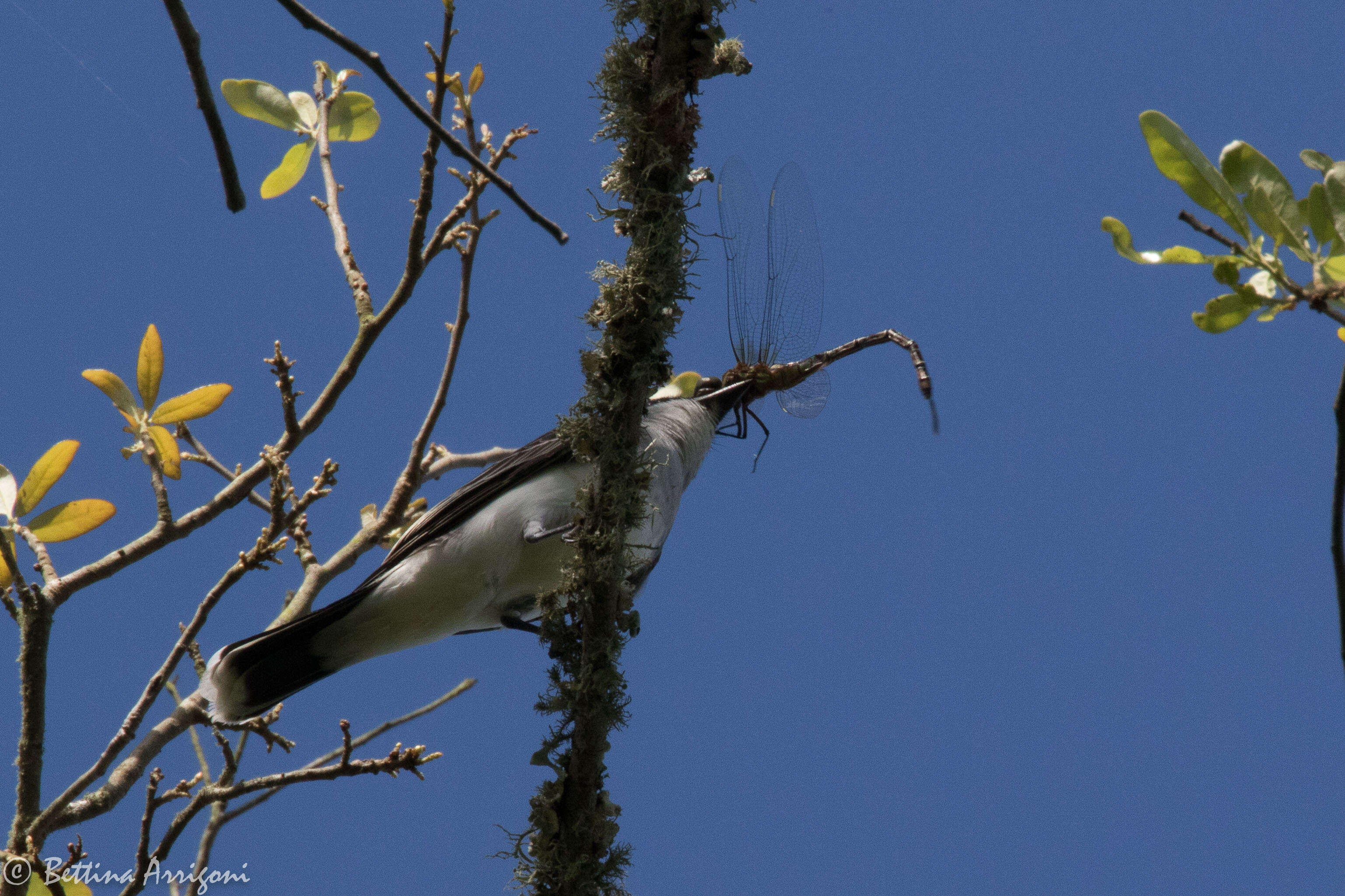 Image of Eastern Kingbird