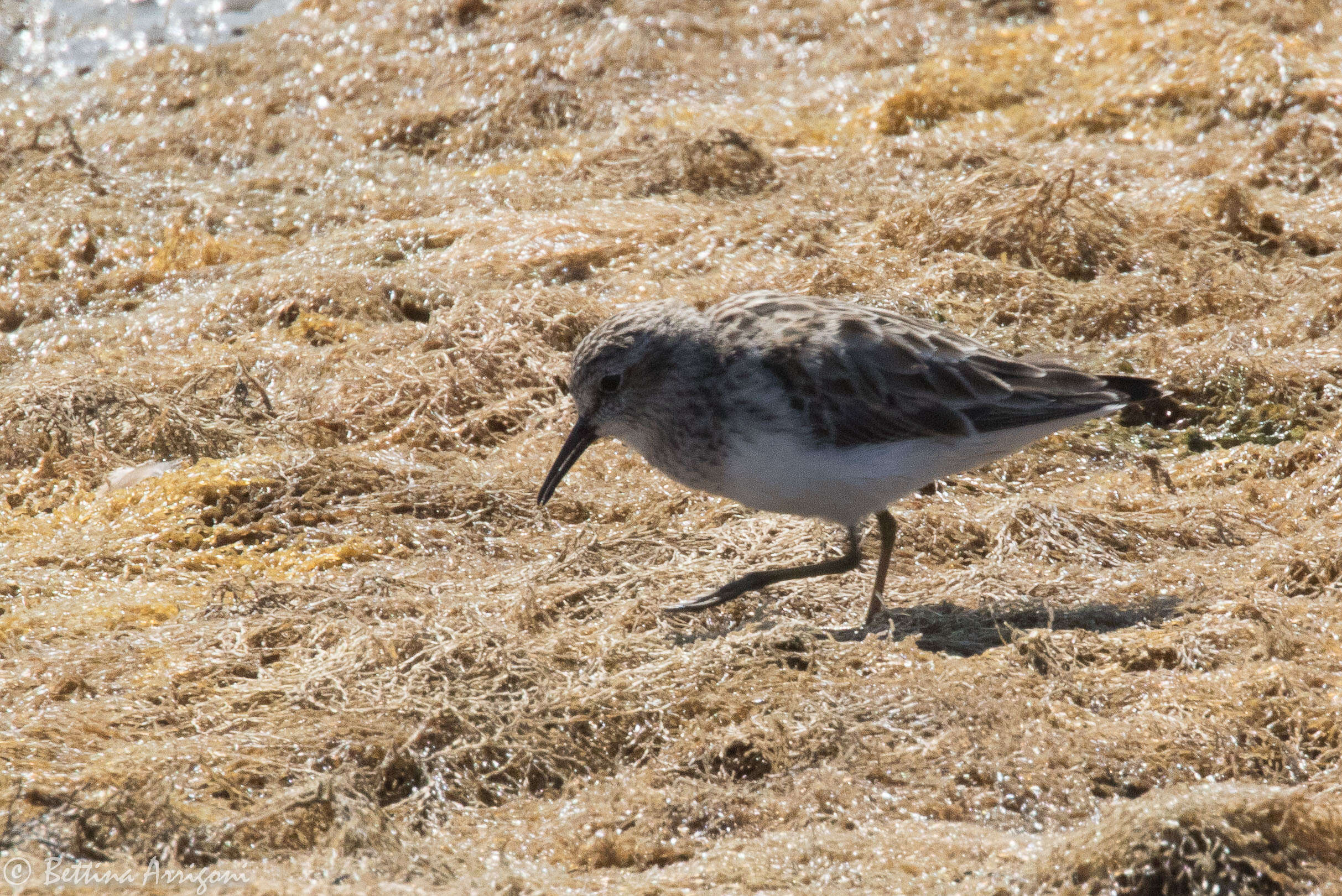 Image of Western Sandpiper