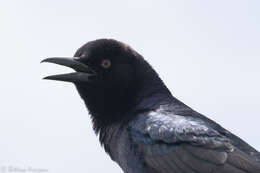 Image of Boat-tailed Grackle