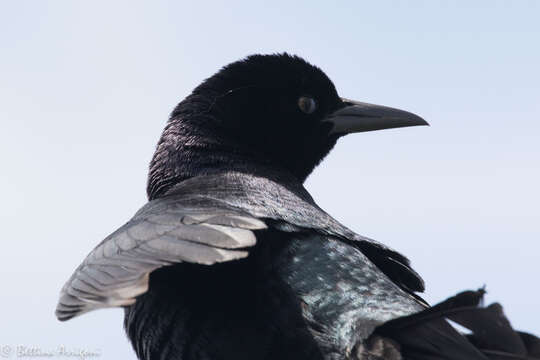 Image of Boat-tailed Grackle