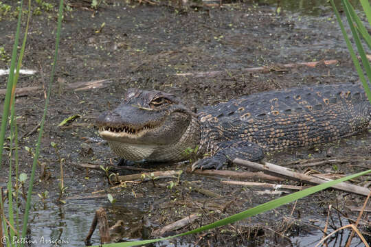 Image of alligators