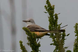 Image of Scissor-tailed Flycatcher