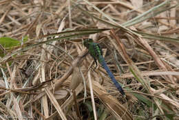 Image of Eastern Pondhawk