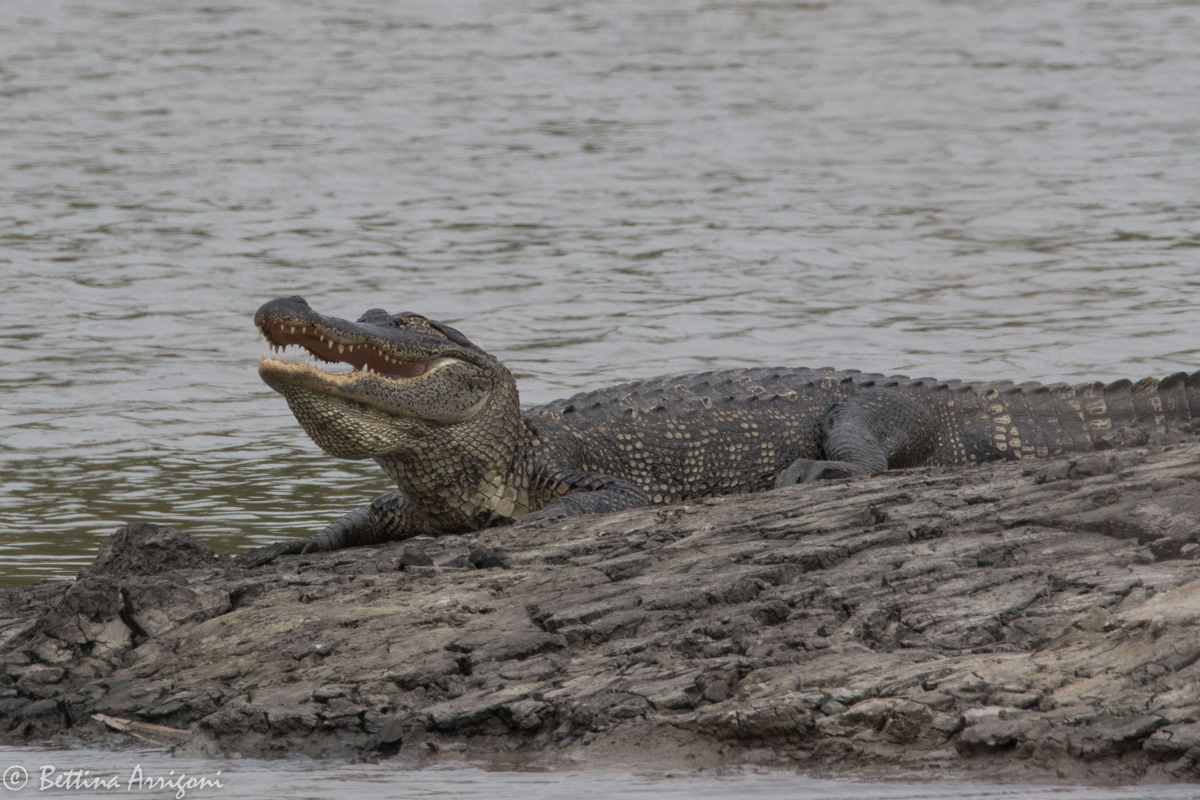 Image of alligators