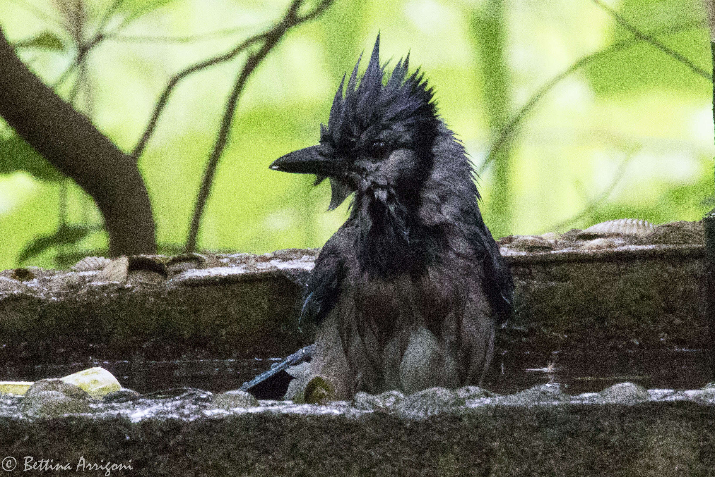 Image of Blue Jay