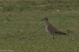 Imagem de Pluvialis dominica (Müller & Pls 1776)