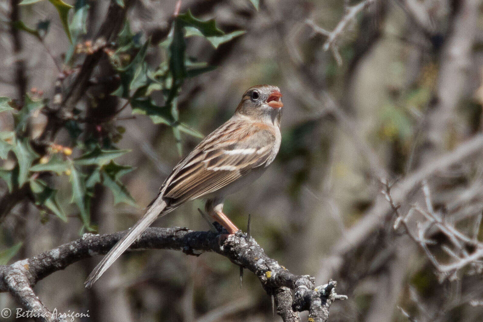 Image of Field Sparrow