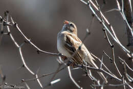 Image of Field Sparrow