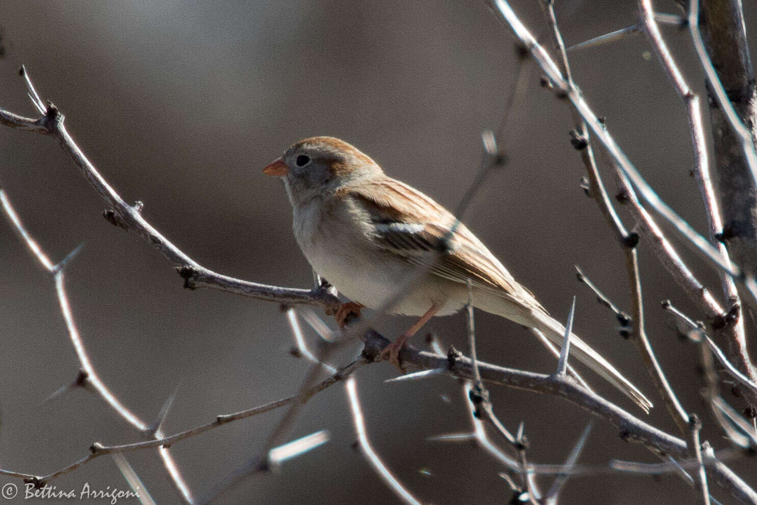 Image of Field Sparrow