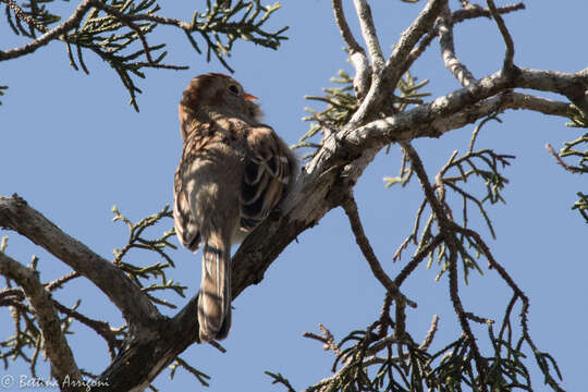 Image of Field Sparrow