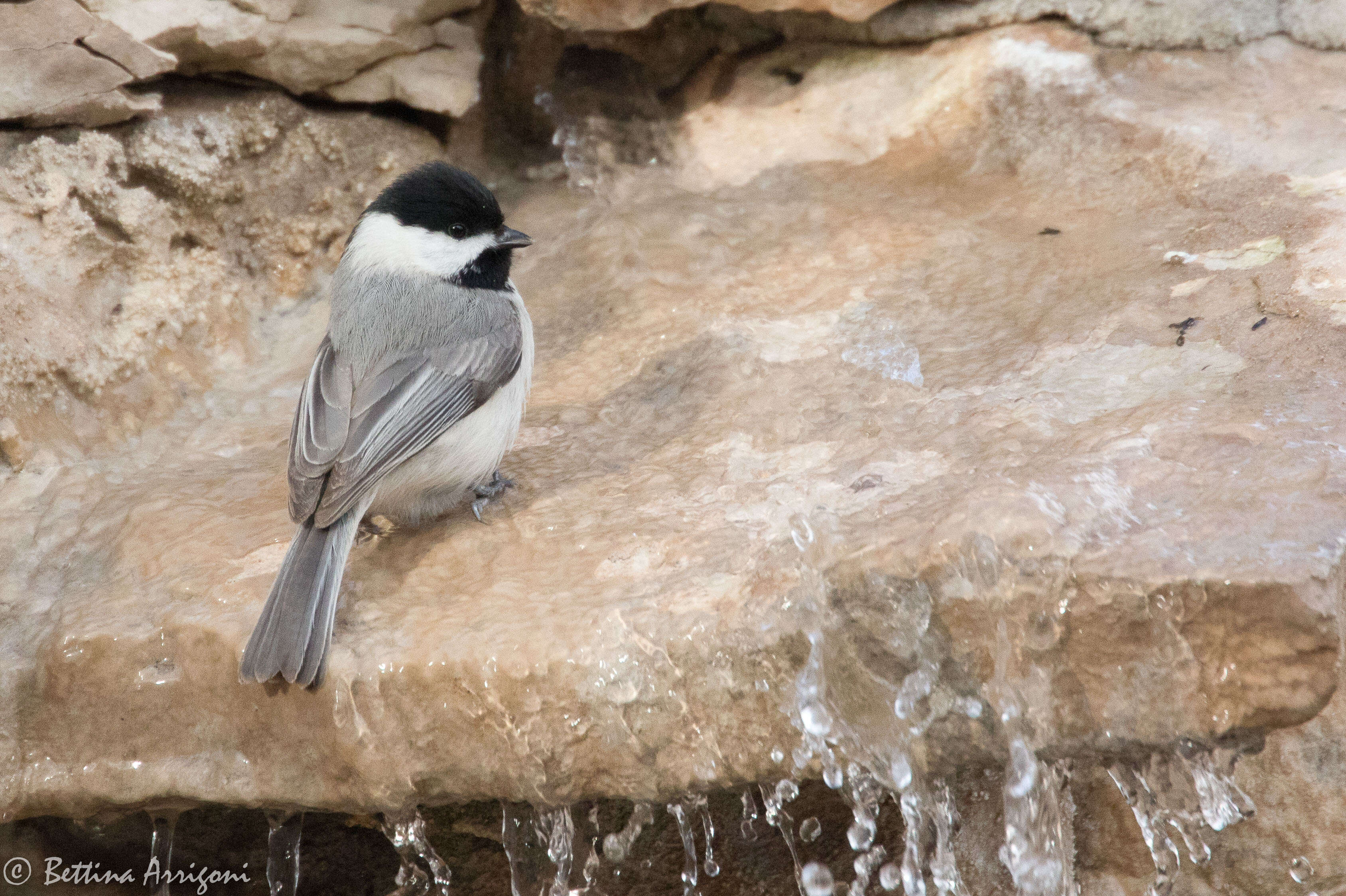 Image of Carolina Chickadee