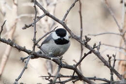 Image of Carolina Chickadee