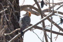 Image of Golden-fronted Woodpecker