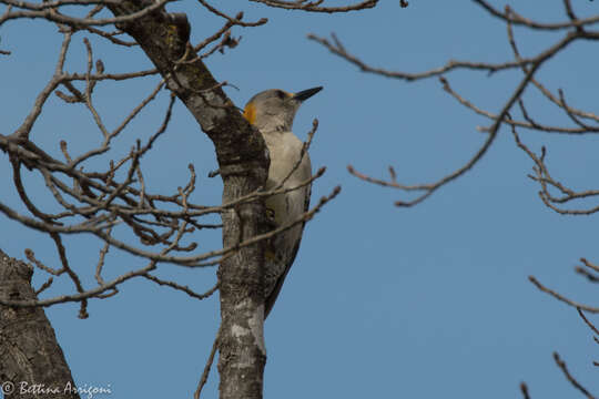 Image of Golden-fronted Woodpecker