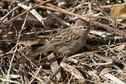 Peucaea carpalis Coues 1873的圖片