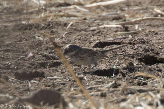 Image of Sagebrush Sparrow