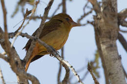 Image of Summer Tanager