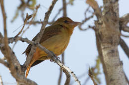 Image of Summer Tanager