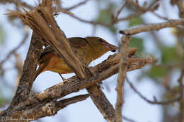 Image of Summer Tanager