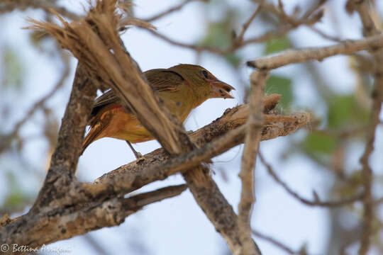 Image of Summer Tanager