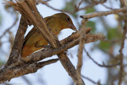 Image of Summer Tanager