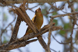 Image of Summer Tanager