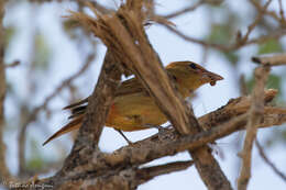 Image of Summer Tanager