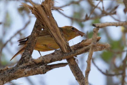 Image of Summer Tanager