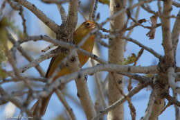 Image of Summer Tanager