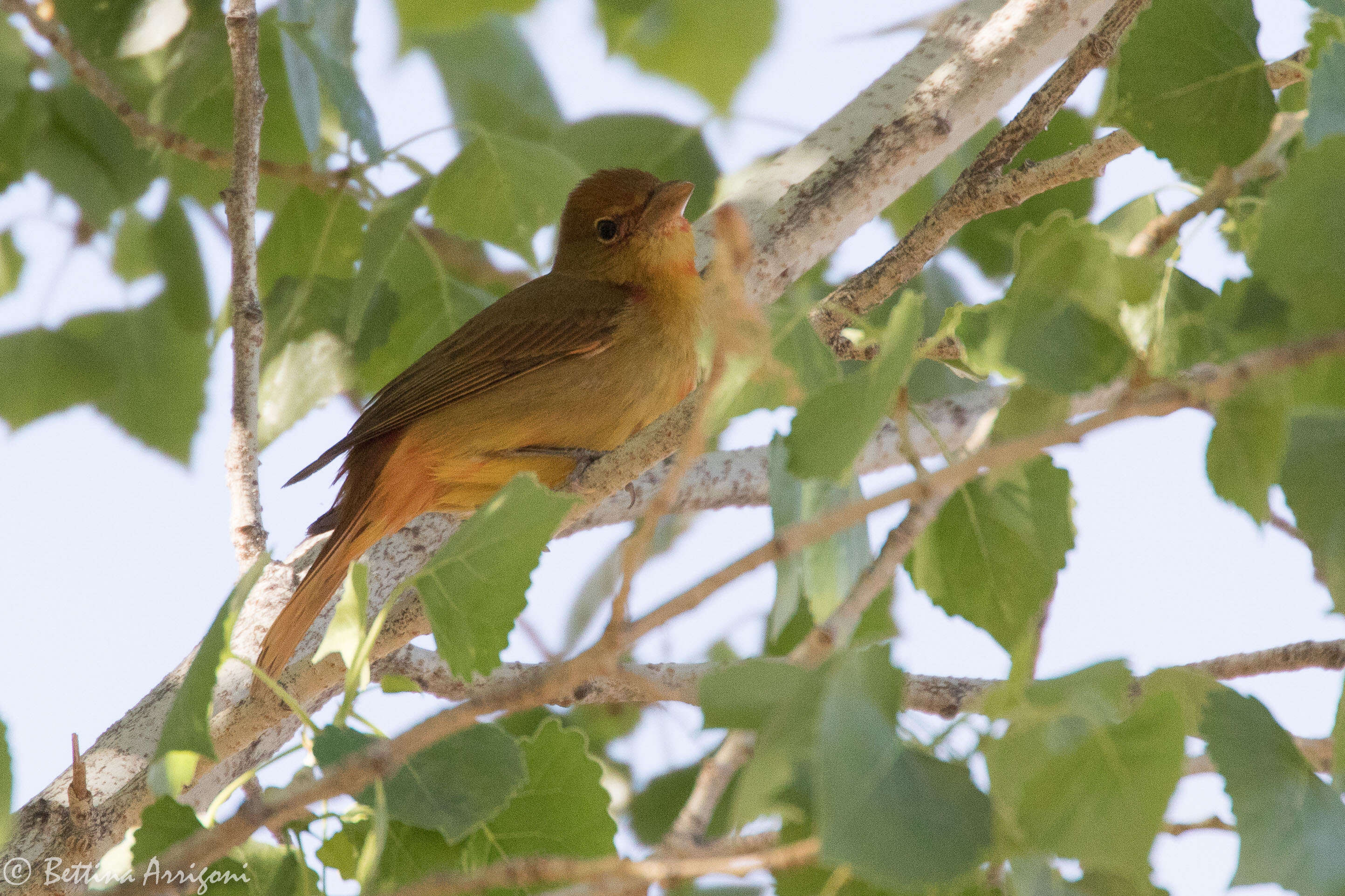 Image of Summer Tanager