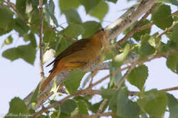 Image of Summer Tanager