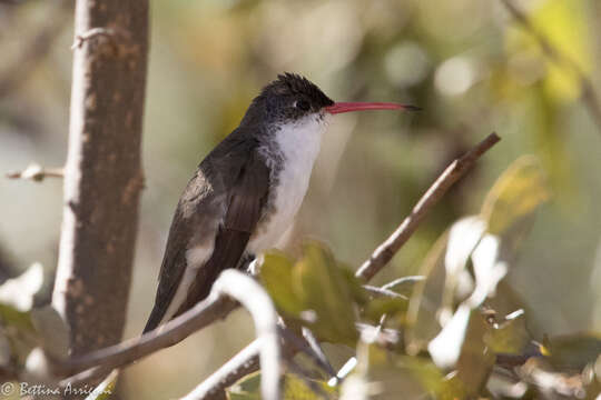 Image of Amazilia violiceps