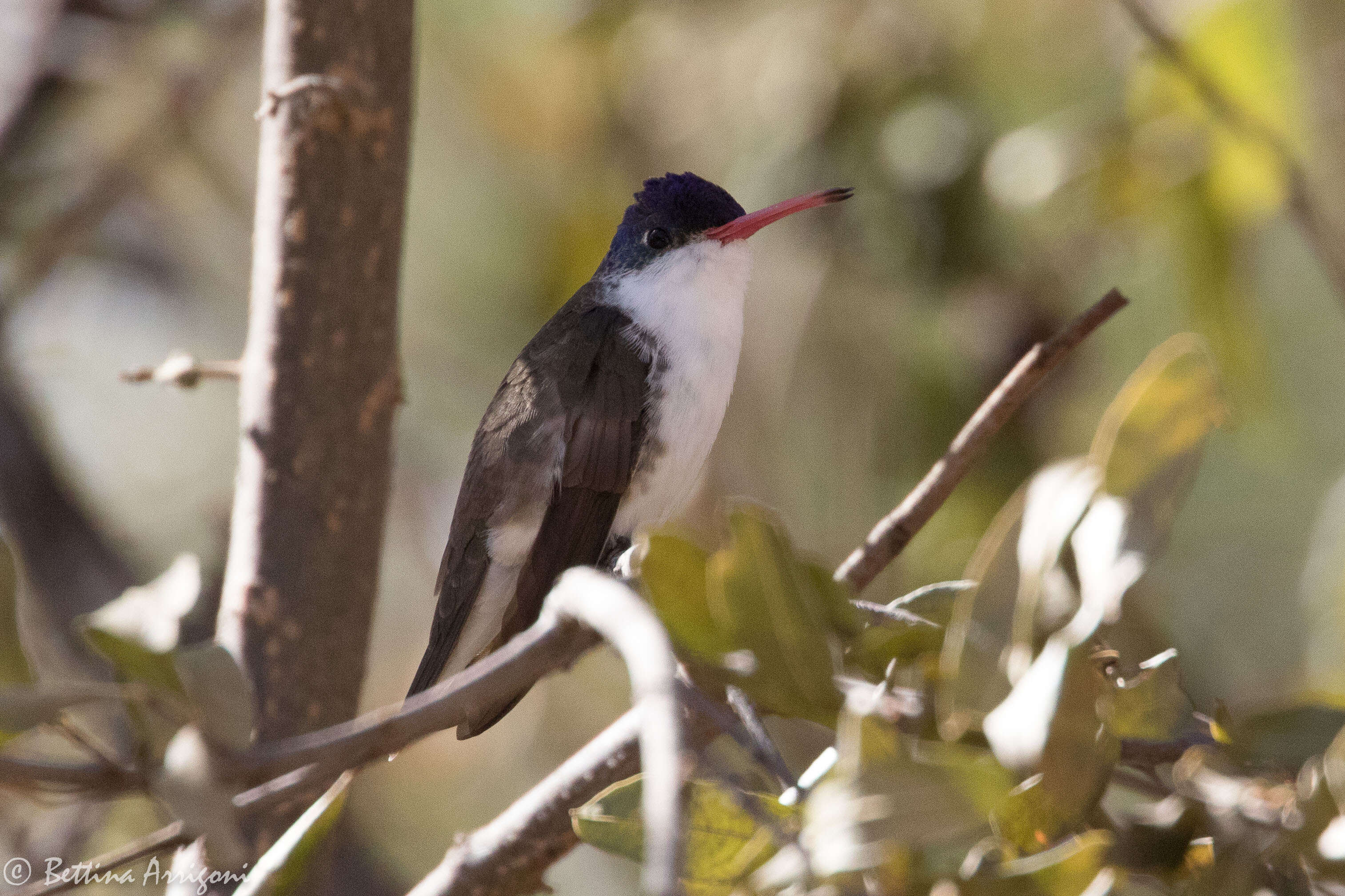 Image of Amazilia violiceps