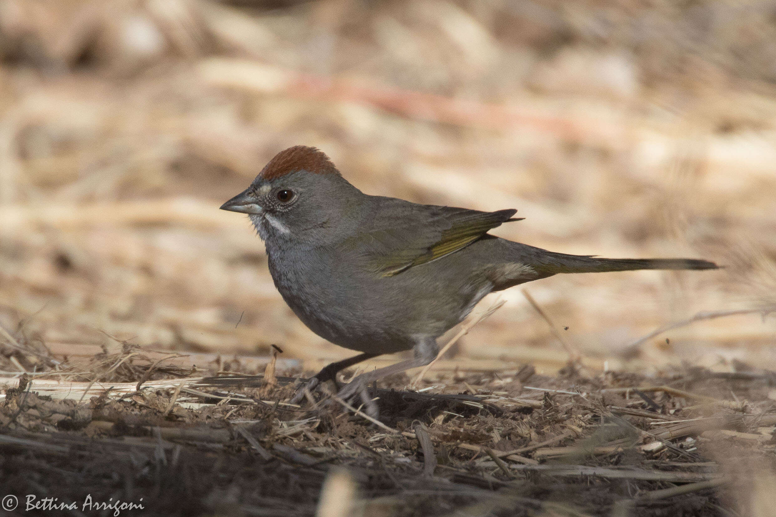 Слика од Pipilo chlorurus (Audubon 1839)