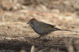 Слика од Pipilo chlorurus (Audubon 1839)