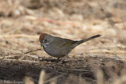 Слика од Pipilo chlorurus (Audubon 1839)