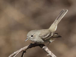 Image of American Grey Flycatcher