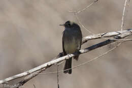 Image of American Grey Flycatcher