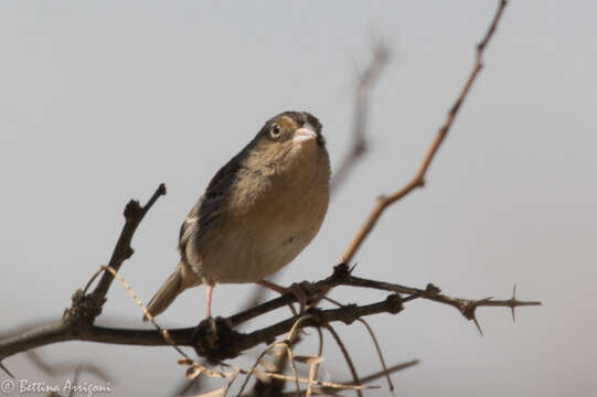 Image of Grasshopper Sparrow