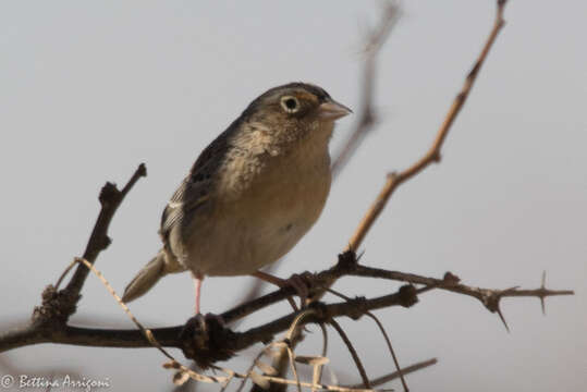 Image of Grasshopper Sparrow