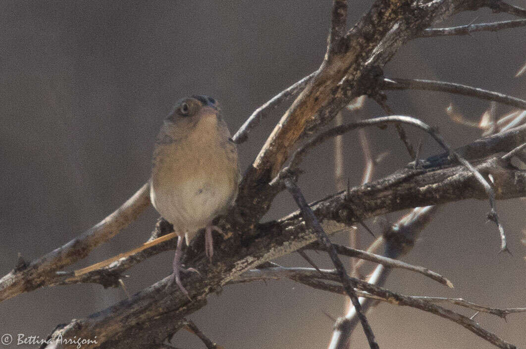 Image of Grasshopper Sparrow