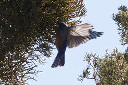 Image of Western Bluebird