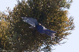 Image of Western Bluebird