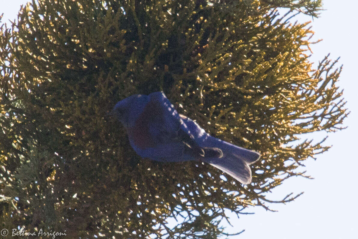 Image of Western Bluebird