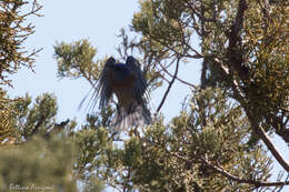 Image of Western Bluebird