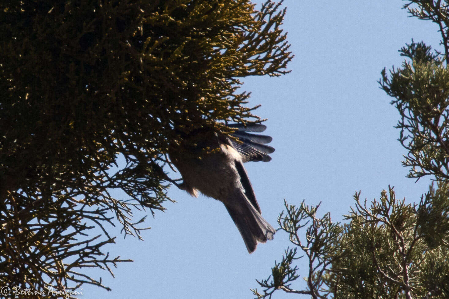 Image of Western Bluebird