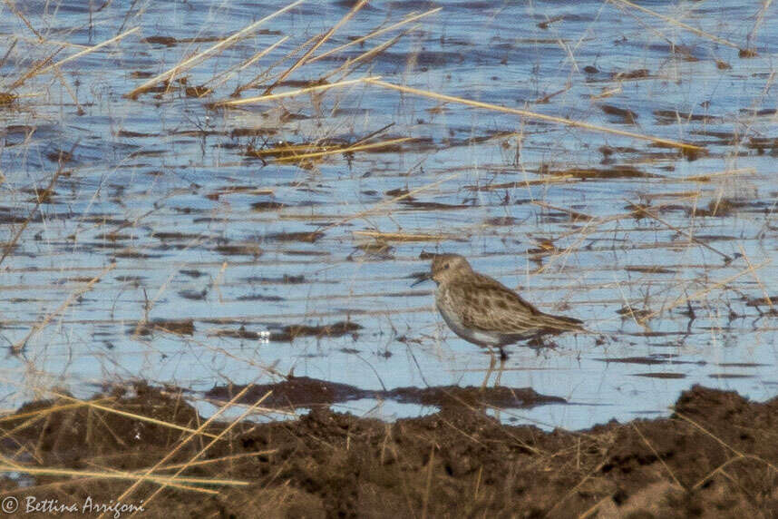 Image of Least Sandpiper