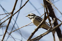 Image of Black-throated Grey Warbler