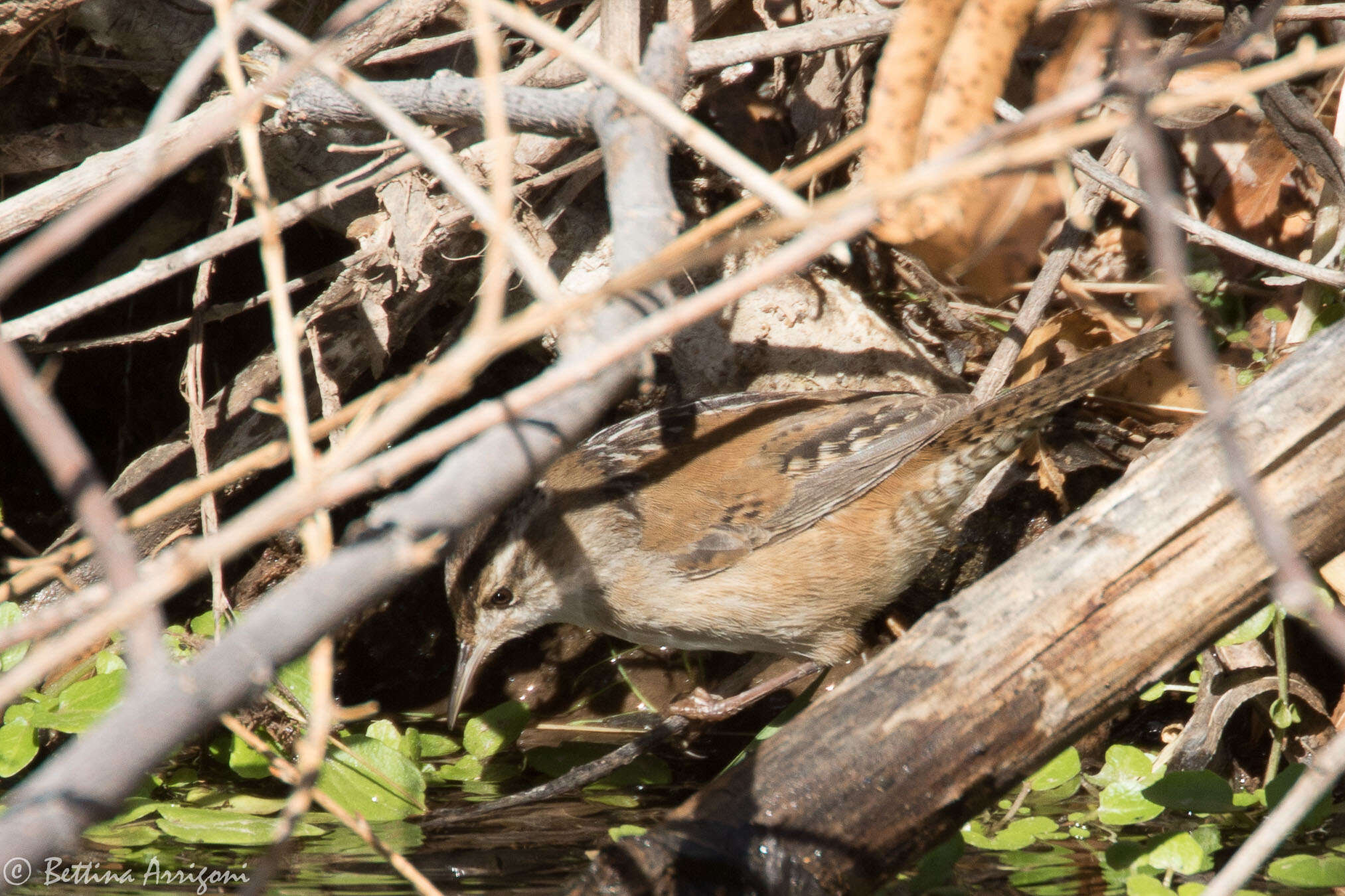 Image of Marsh Wren